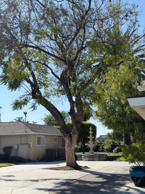 Tree and driveway on the parish grounds